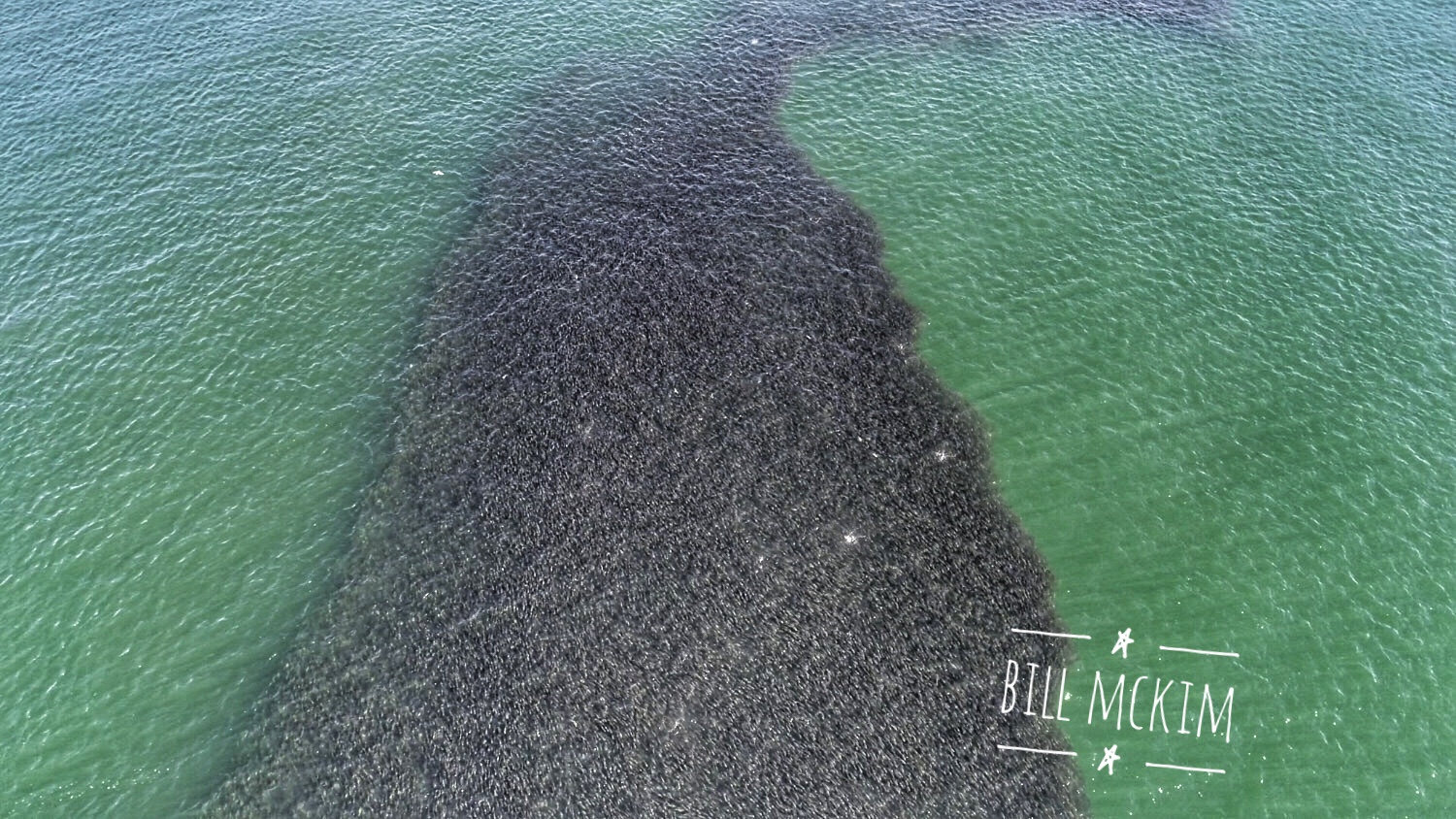 what-do-whales-eat-bunker-fish-called-menhaden-i-need-a-beach-day