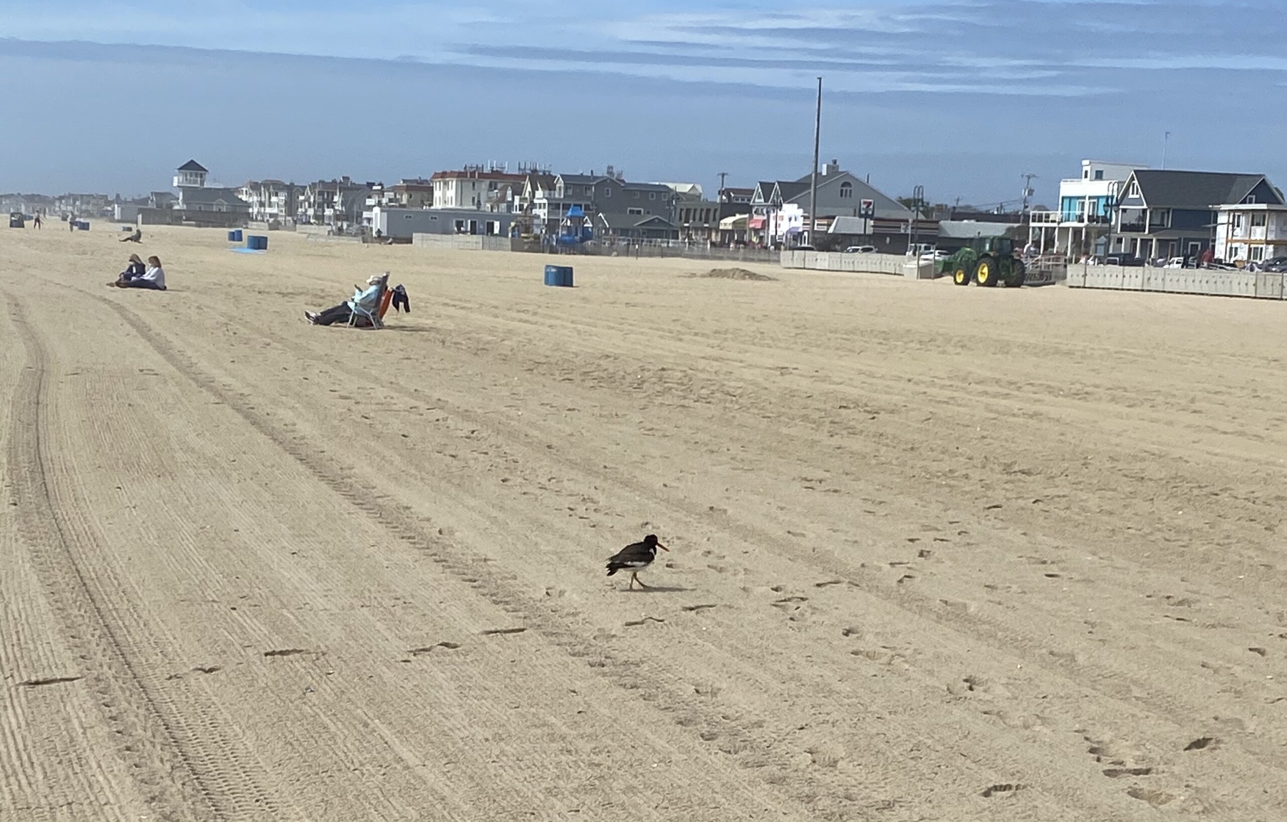 American Oystercatcher