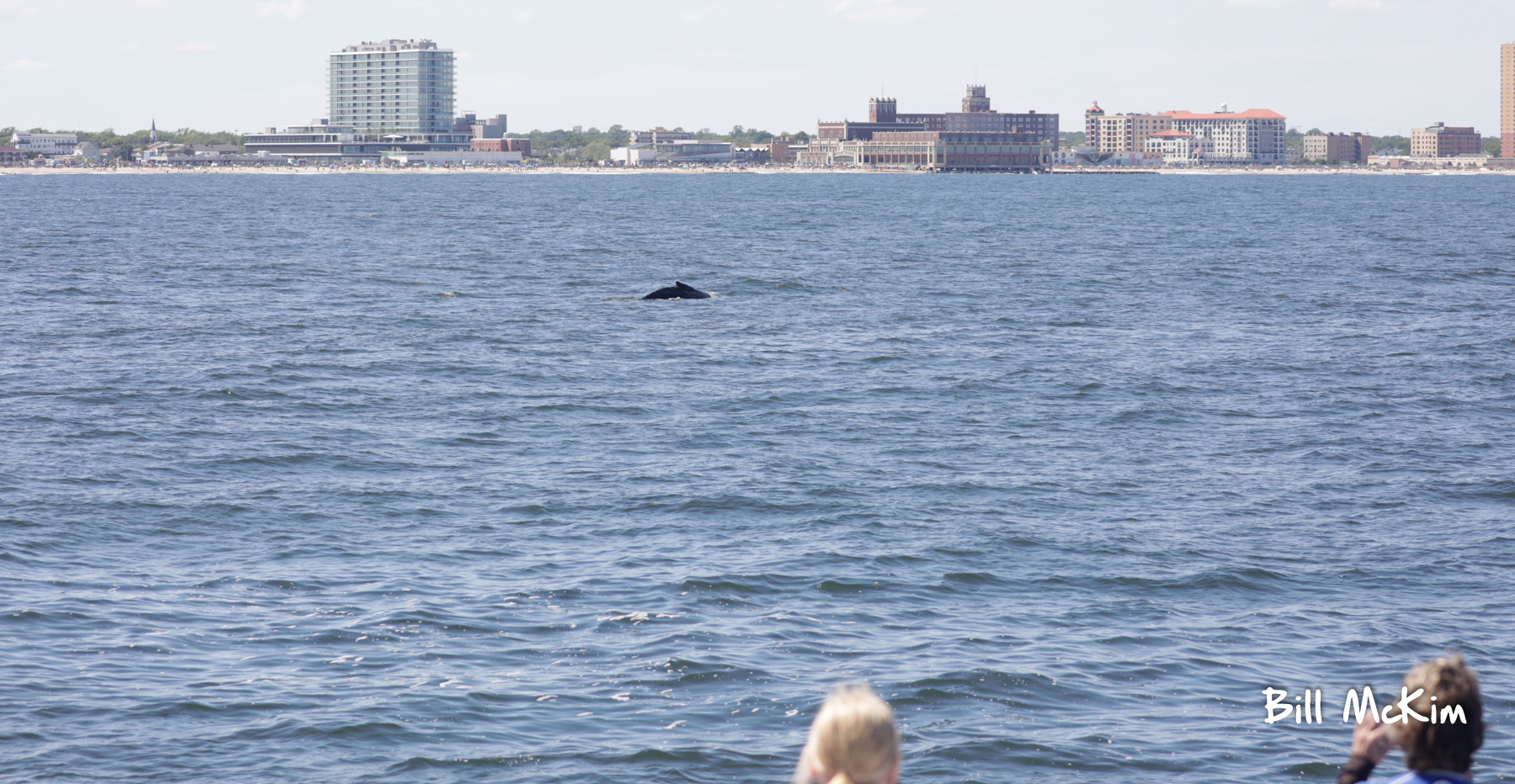 Jersey-Shore-Whale-Watch-June-14-trip-photos-